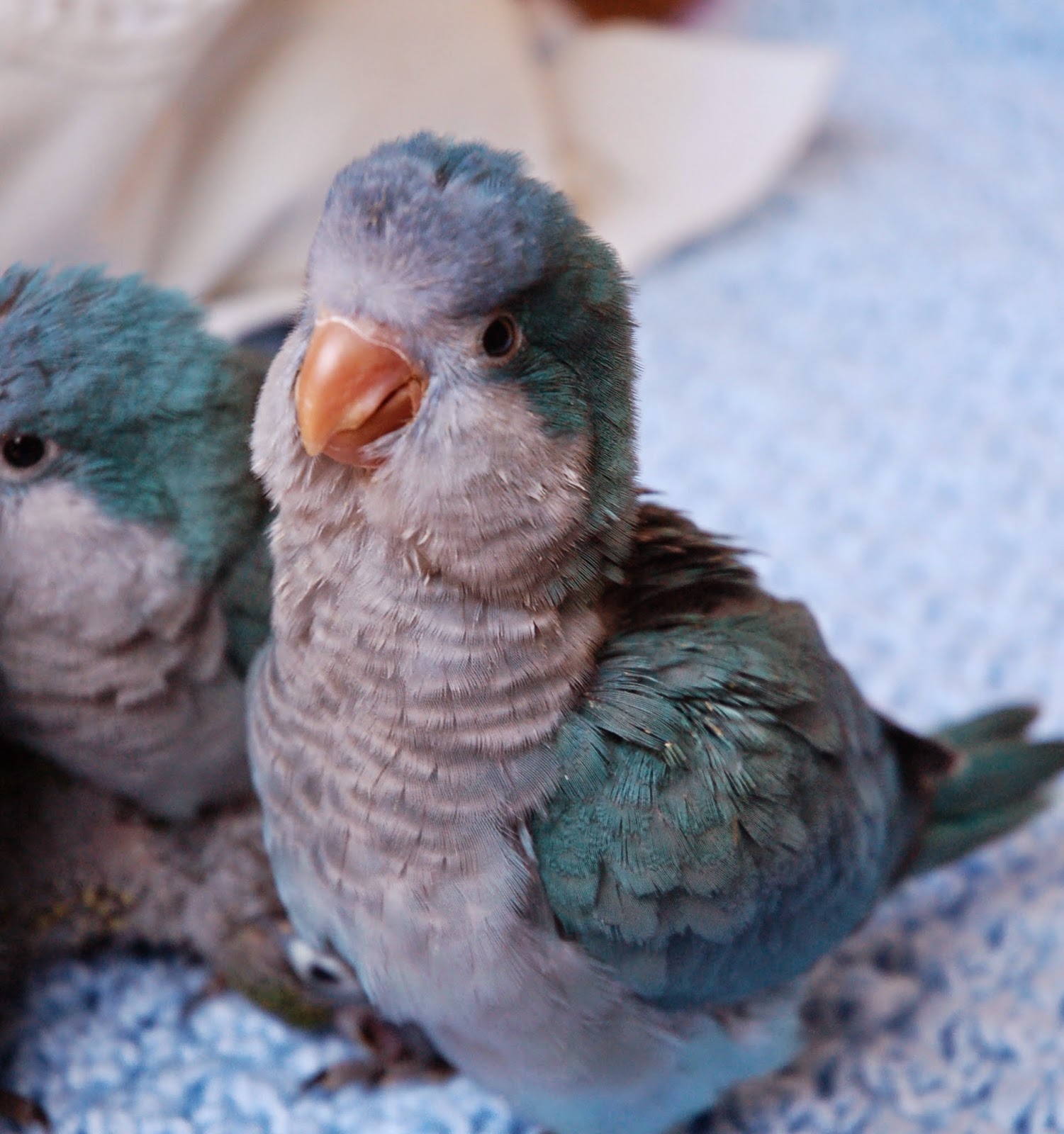 Quaker and Conure Buddies of Illinois: Available Birds