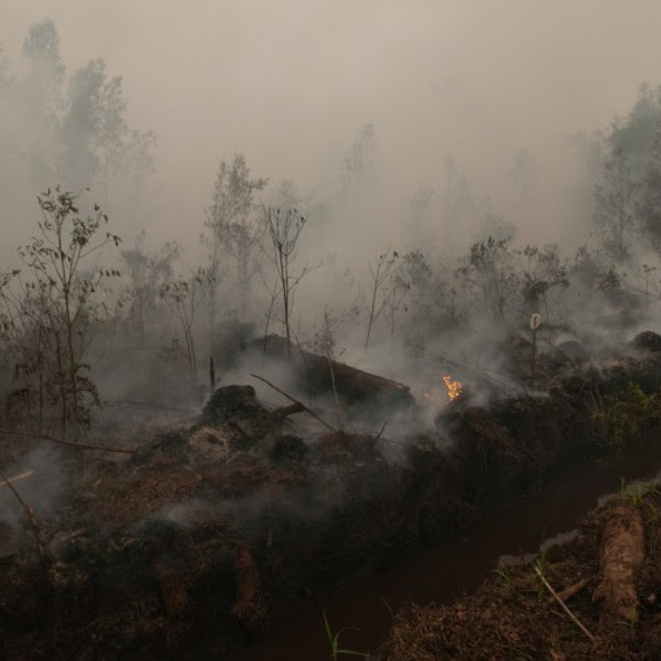 Mengenal Ekosistem Gambut dan Strategi Restorasi Gambut di Indonesia 