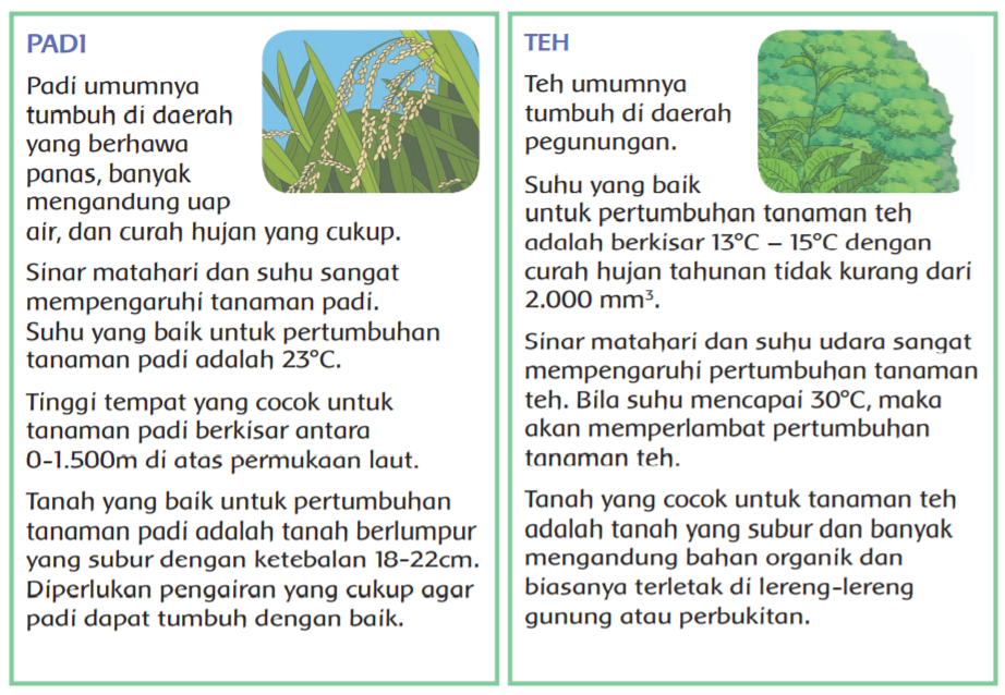 Perbedaan Tempat Tumbuh Tanaman