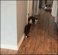 Funny Cat GIF • Playful cat trying to catch the red dot. Amazing high hops!