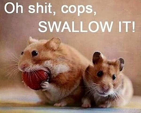 30 Funny animal captions - part 19 (30 pics), mouse meme, oh shit cops swallow it
