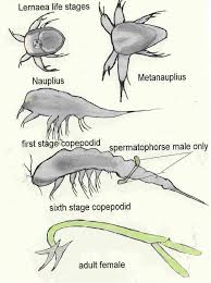 lerneosis parazita)