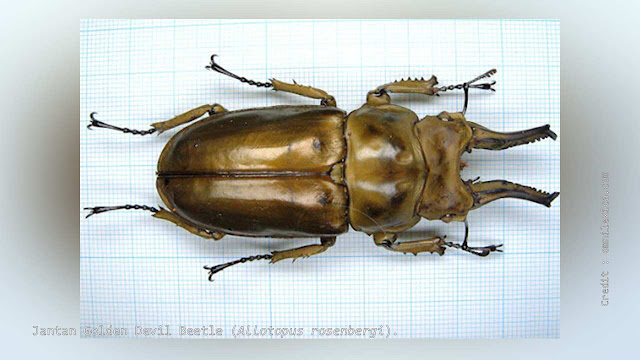 Jantan Golden Devil Beetle (Allotopus rosenbergi).