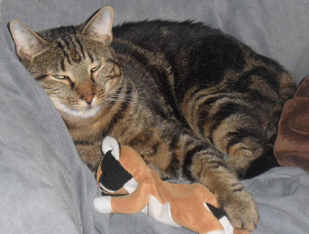 Zhe shi wo ying A cat named Cat an attachment story