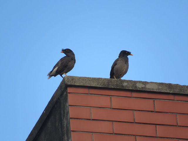 Common Myna