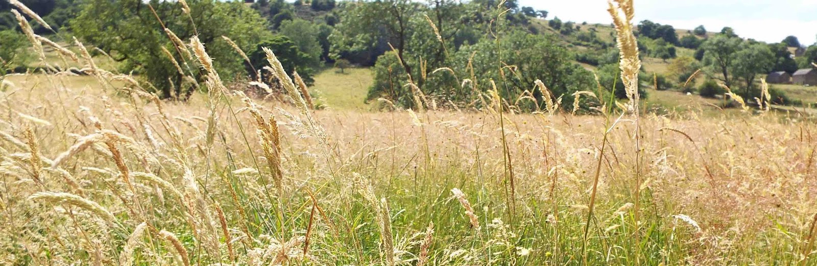 The Grass Whispers