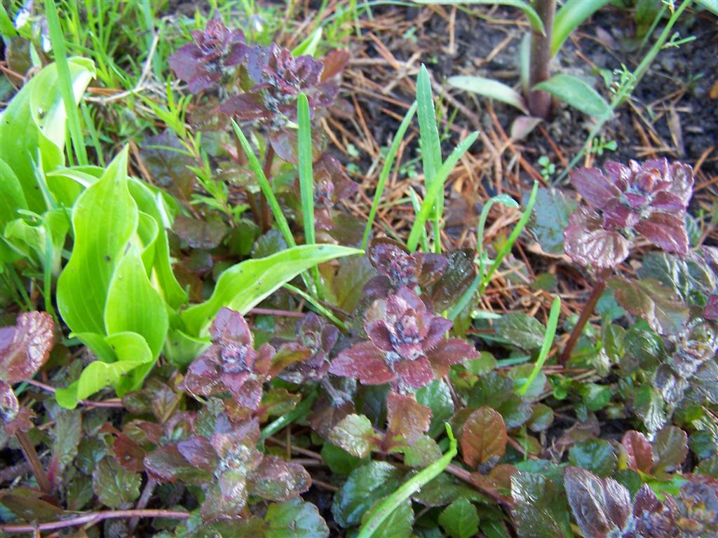 Perennial Passion Getting Grass Out of Ajuga or Good Grief, My Back is