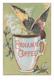 Butterfly Drinking Panama Coffee