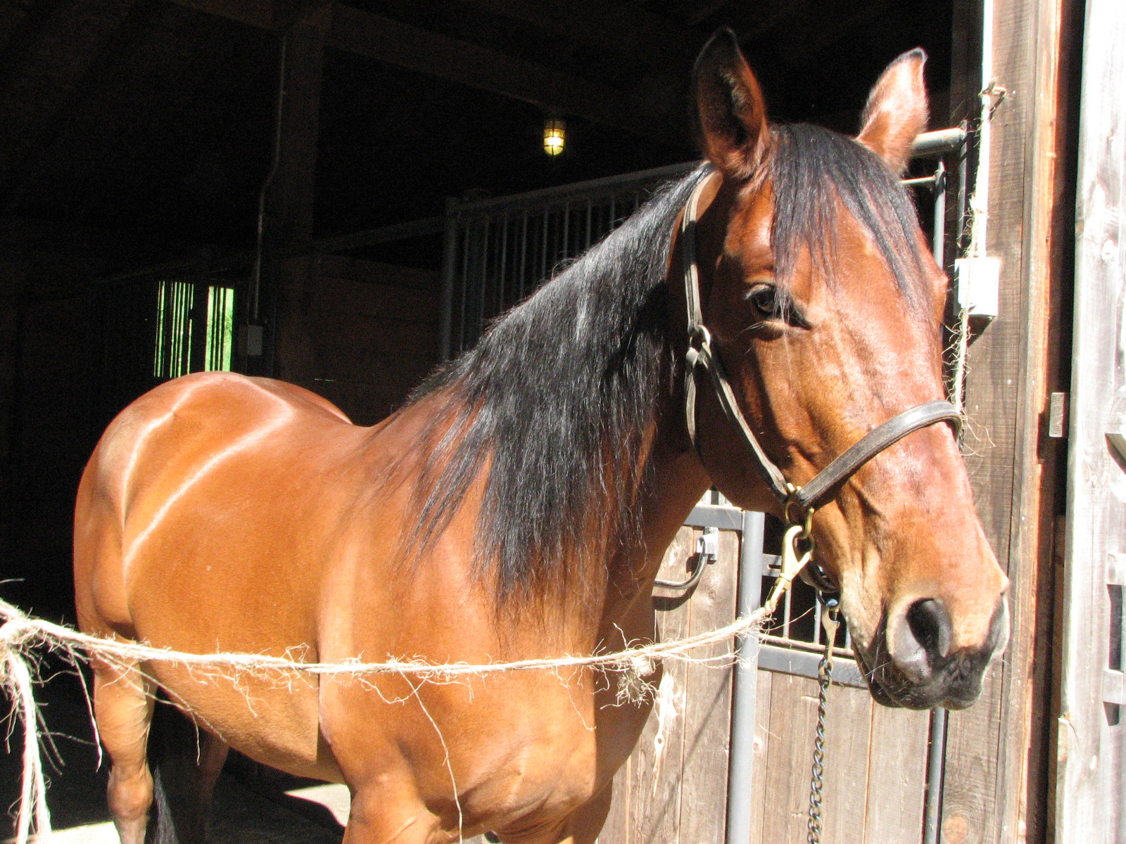 Dancing Horse Farm