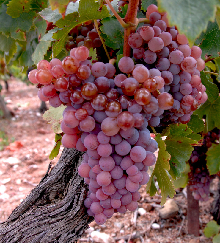 Fringe Wine Grenache Gris Cotes Catalanes, France & Mendocino