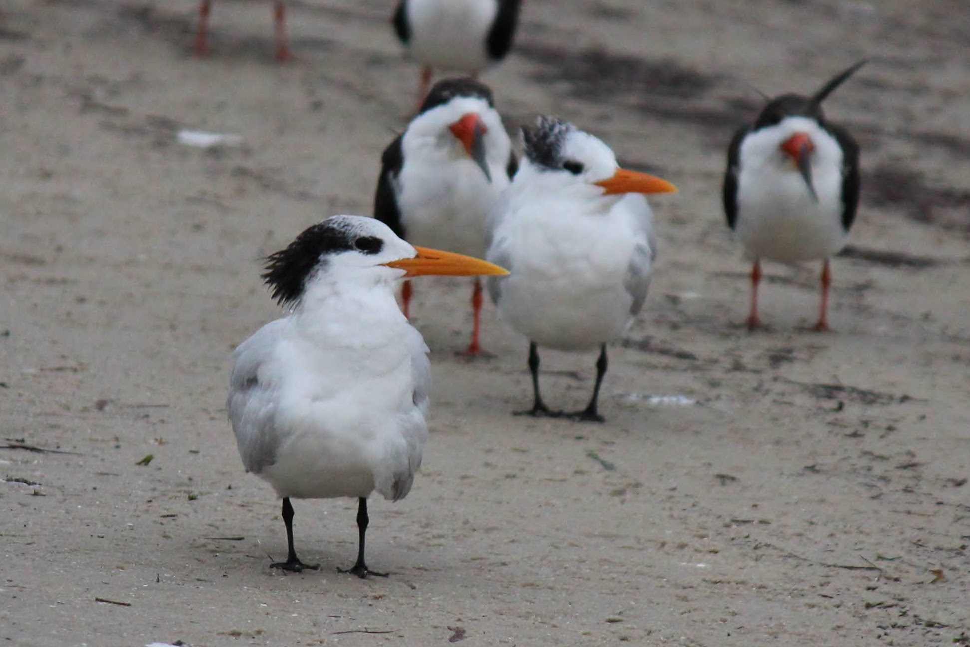 To Behold the Beauty Florida Shore Birds