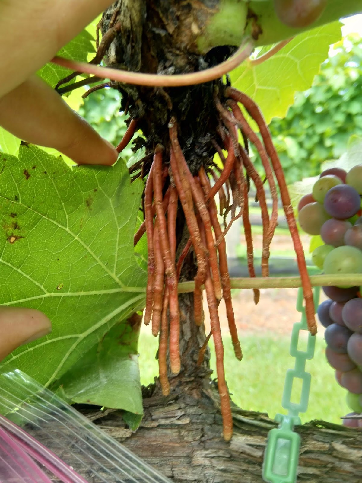 Creepy but Harmless: Grape Aerial Roots