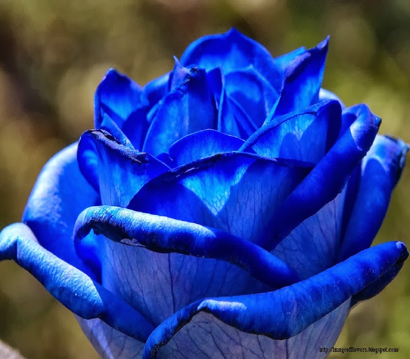 Beautiful Flowers Picture | Download Free Flowers Photos: Image of