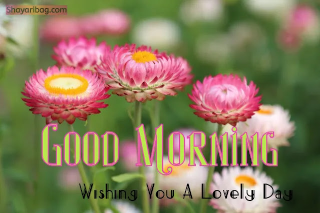 Good Morning With Flowers Images Good Morning With Flowers Images