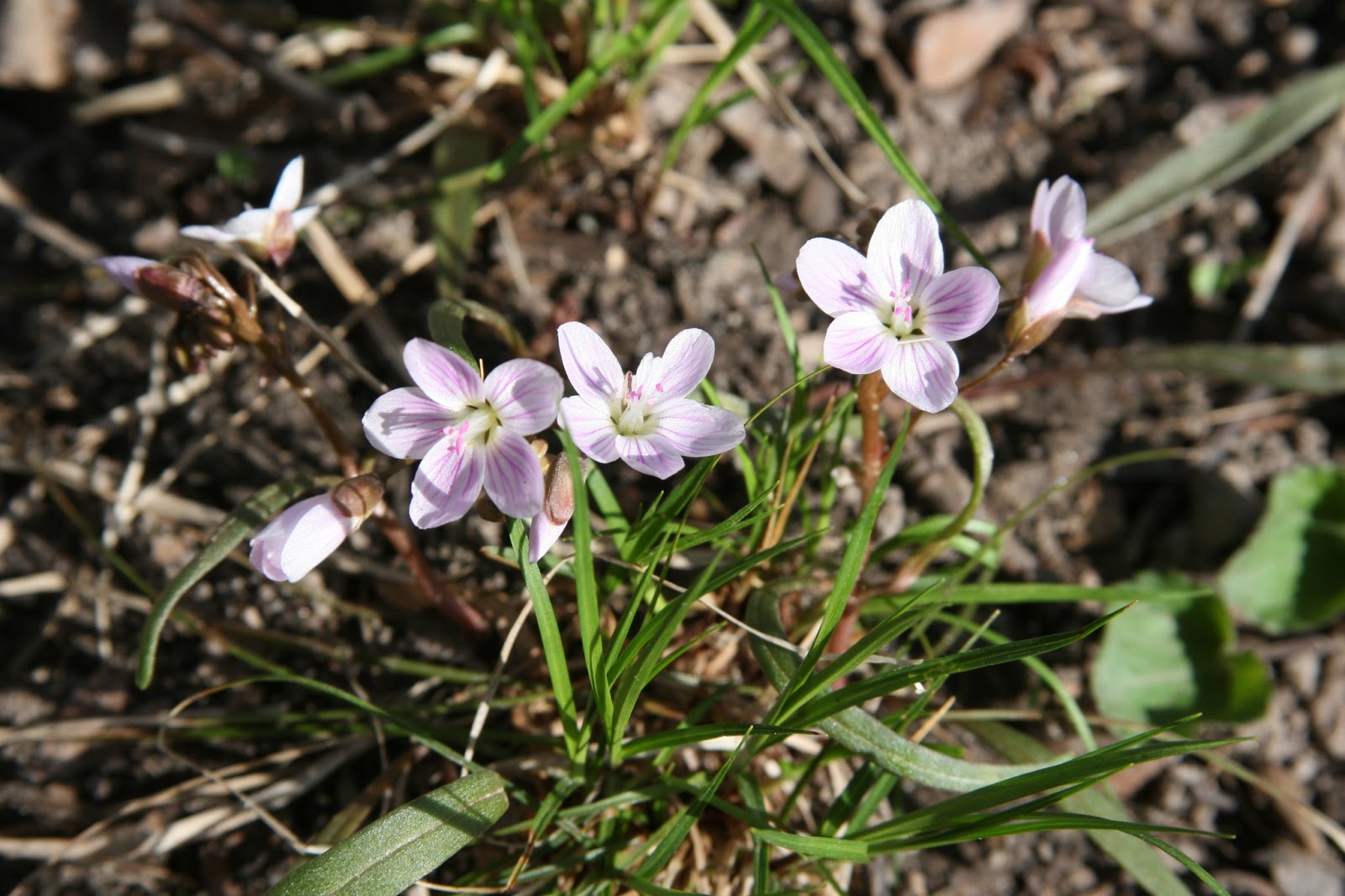 Isabella Conservation District Environmental Education Program Native