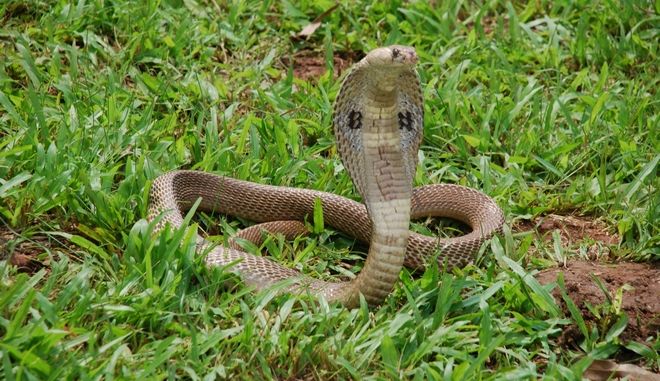  Σε κρίσιμη κατάσταση νεαρός- Τον δάγκωσε κόμπρα που είχε σπίτι του