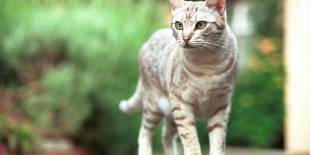 Penyebaran Toksoplasma Lewat Tinja Kucing