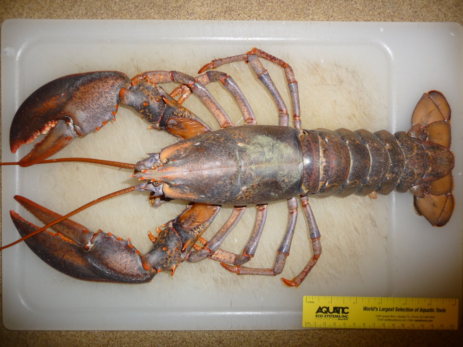 Virginia Living Museum | crabs and lobsters | Virginia Living Museum