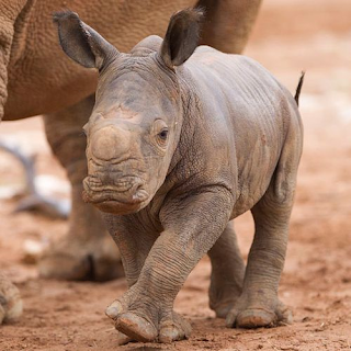 Rhinoceroses get their name from their most famous feature, their horns.