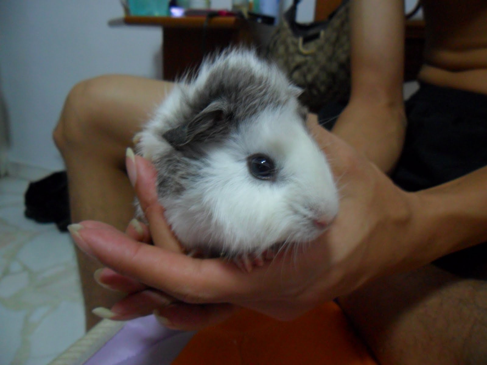 Pets Breeder Singapore Guinea pigs are available now.....!!!!!