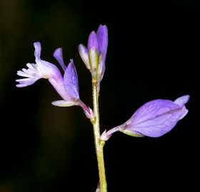 Common Milkwort, Polygala vulgaris.  Downe Bank Nature Reserve, 16 June 2012.