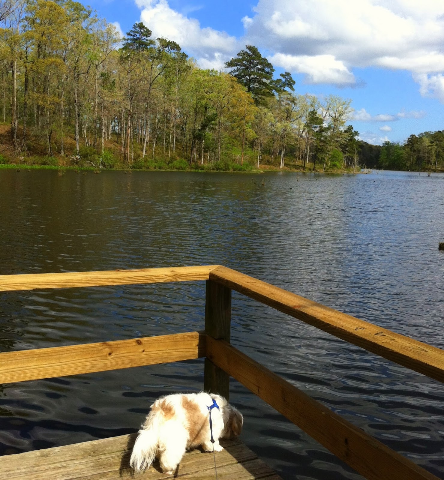 The Gypsy Boho Freedom Express KISATCHIE NATIONAL FOREST KINCAID