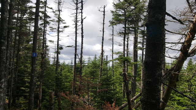 Vue sur le sentier en direction du mont Saint-Magloire