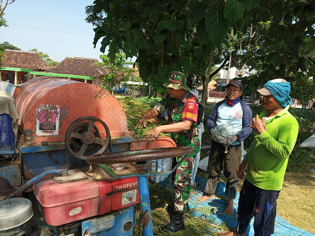 Kodim Sragen - Babinsa Bersama Petani Panen Padi