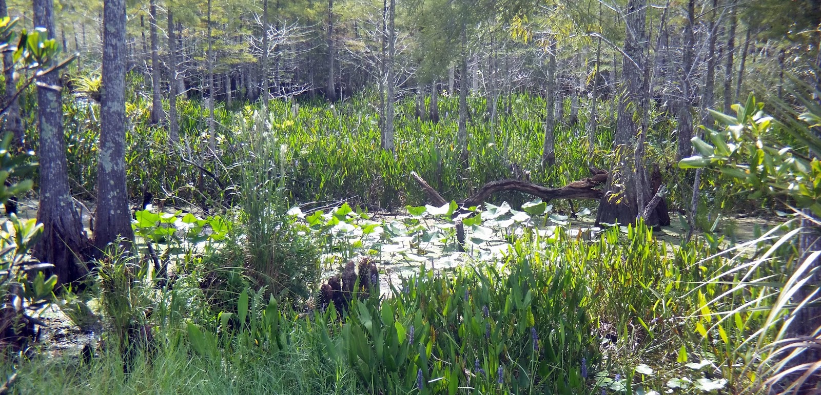 Ben's Journal Seeking Swamps in Florida