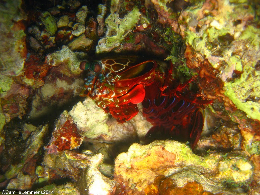 Mantis shrimp, Talisay, Panagsama beach, Moalboal, Philippines