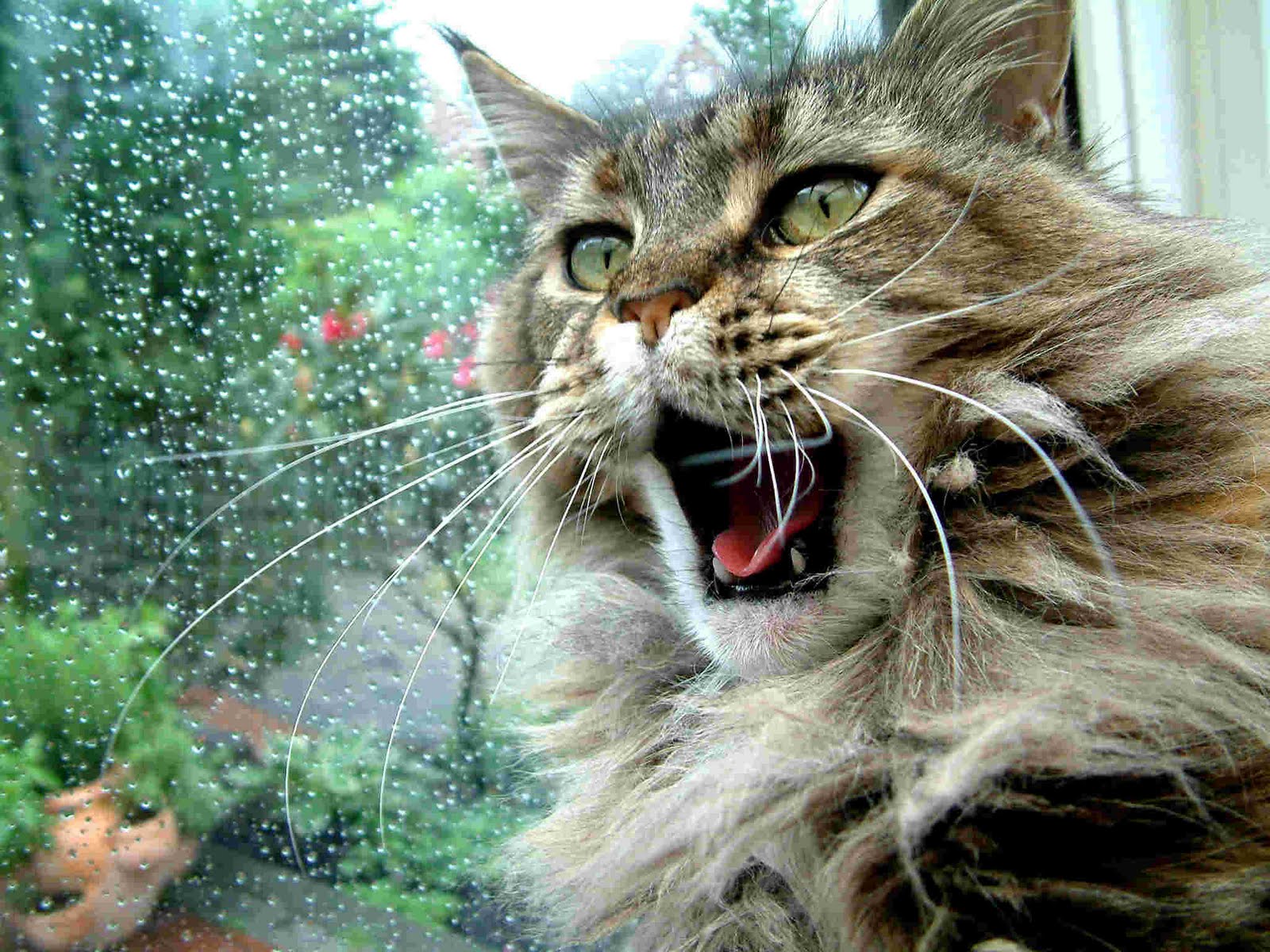 Best Main Coon Cat Wallpapers | Fun Animals Wiki, Videos, Pictures, Stories