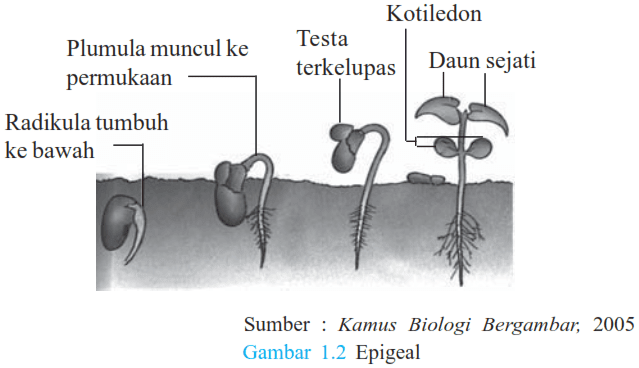 pertumbuhan dan perkembangan pada tumbuhan pertumbuhan dan perkembangan pada tumbuhan