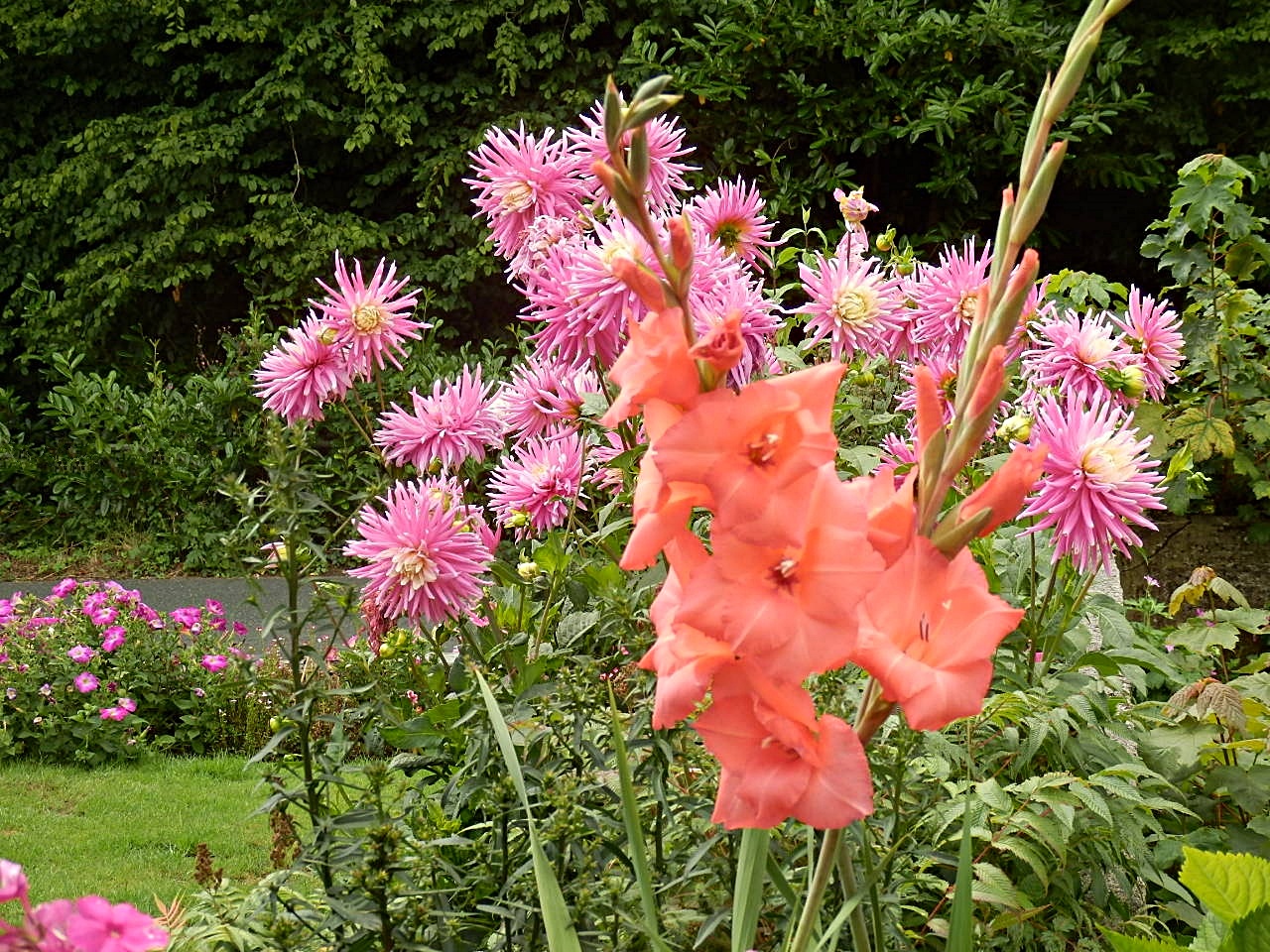 Mike's Cornwall Photos of August Flowers in my Cornwall Garden