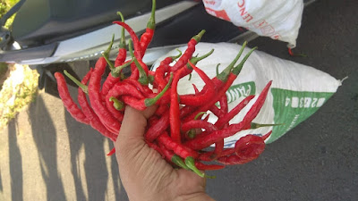 urupedia - Harga Anjlok : Petani Cabai Menjerit Di Tengah Covid urupedia - Harga Anjlok : Petani Cabai Menjerit Di Tengah Covid