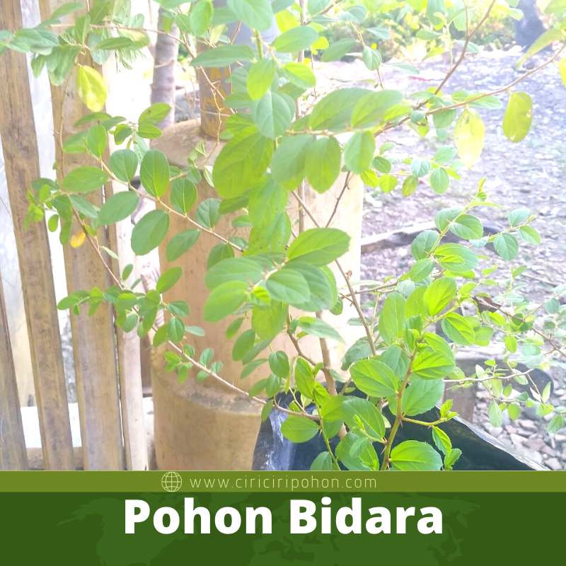 Pohon Bidara