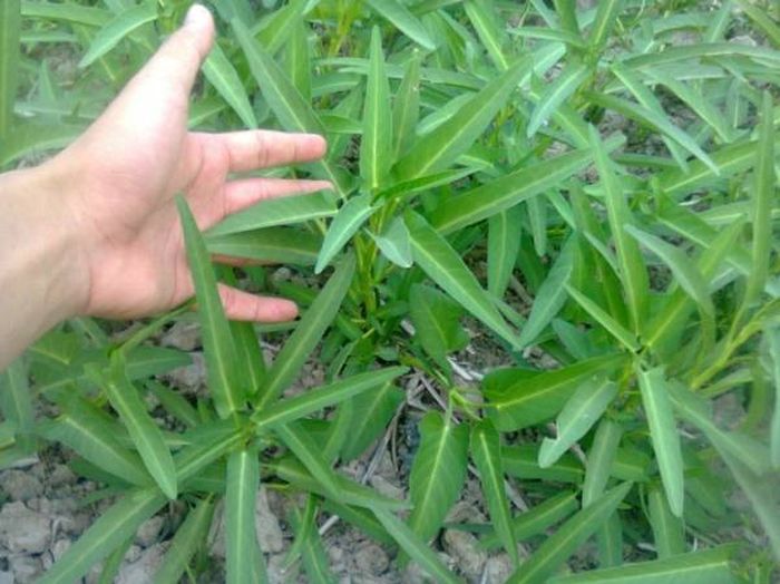 Tanaman obat untuk penyakit ambeien