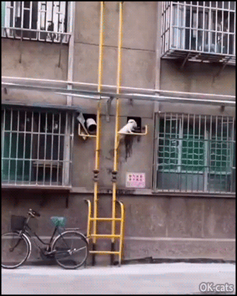 Amazing Cat GIF • No impurrsible mission for the king of Spider cat climbing vertical walls with claws! Amazing Cat GIF • No impurrsible mission for the king of Spider cat climbing vertical walls with claws!
