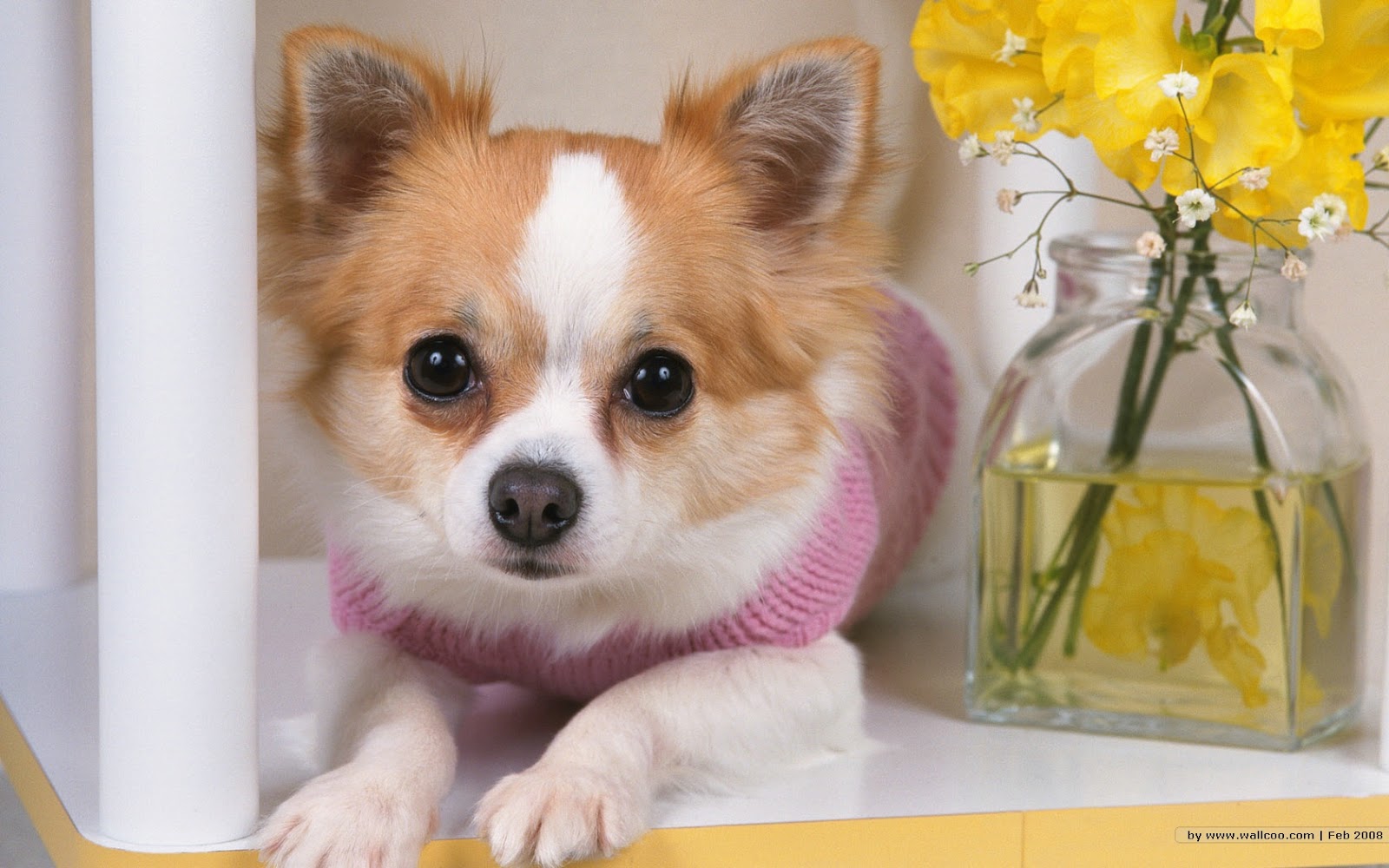 Unique Wallpaper: Happy Puppy
