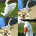 Swans & Ducks