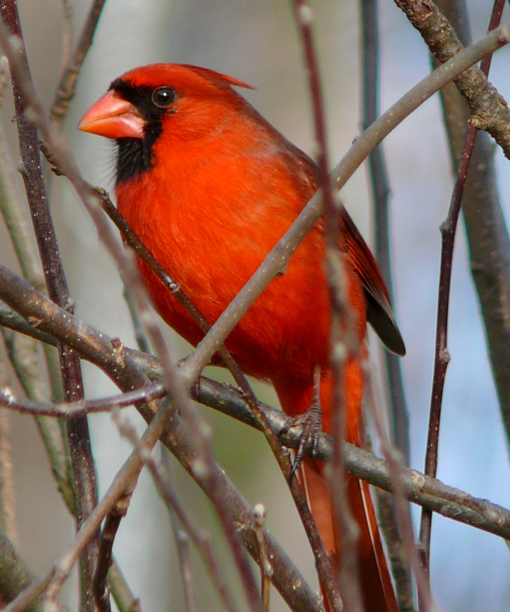 cardinal red cardinal red