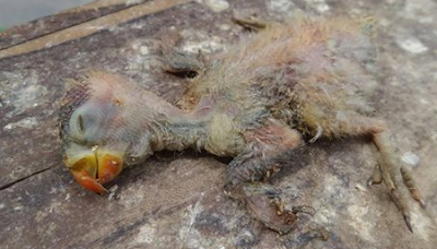 Unduh 51 Foto Gambar Burung Lovebird Mati Terbaru Gambar Burung