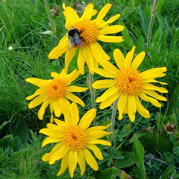 Durham Council of Garden Clubs Medicinal Herb Spotlight Arnica