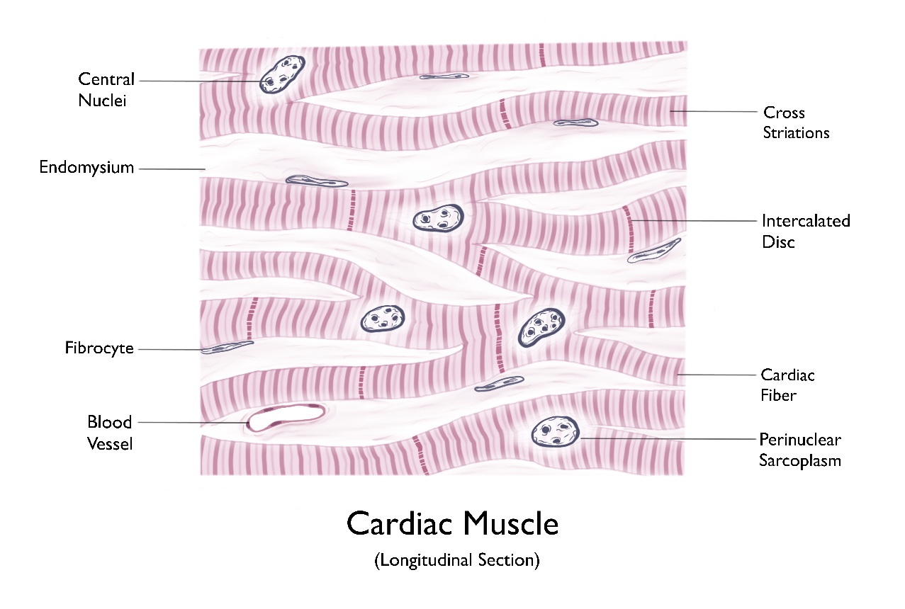Cardiac Muscle (longitudinal section)