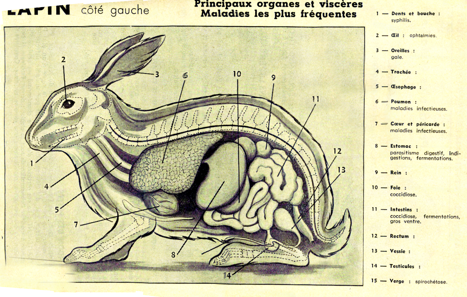 QCM-CONCOURS-GRATUITS: Anatomie animale, Banque de Schémas vétérinaire
