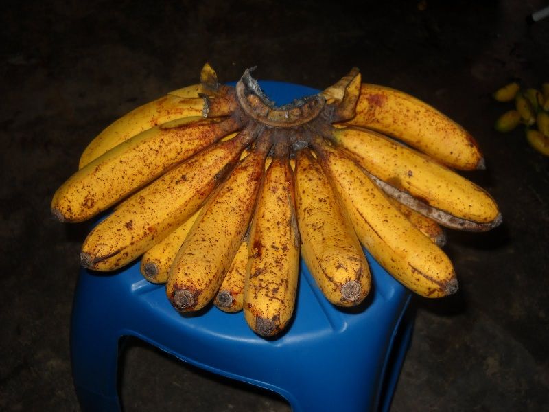 Mengenal Ciri Ciri Buah Pisang Barangan, Harga, Dan Pohon Pisang