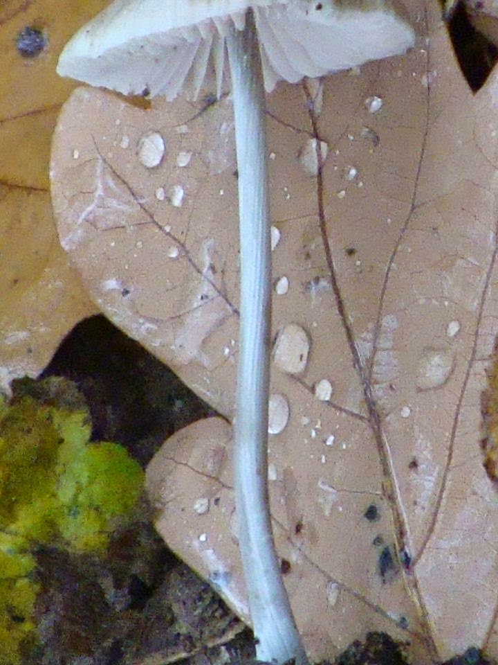 Mycena polygramma DSC26272