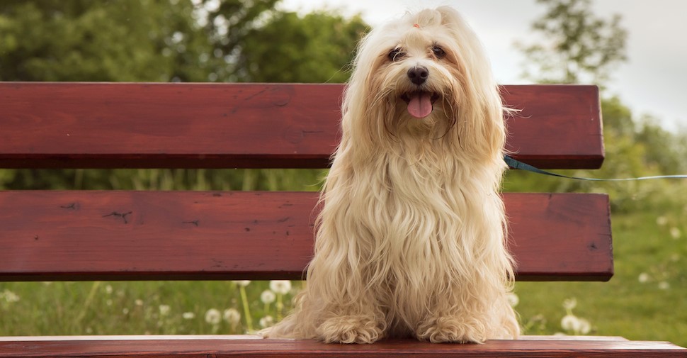 Küçük Köpek Cinsleri Nelerdir ? İşte 25 Küçük Köpek Cinsi Ve