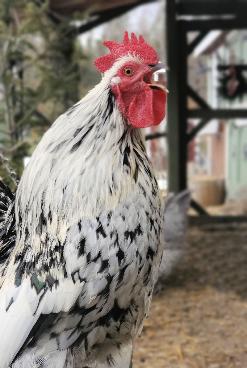 How Loud is a Rooster's Crow? Fresh Eggs Daily® with Lisa Steele