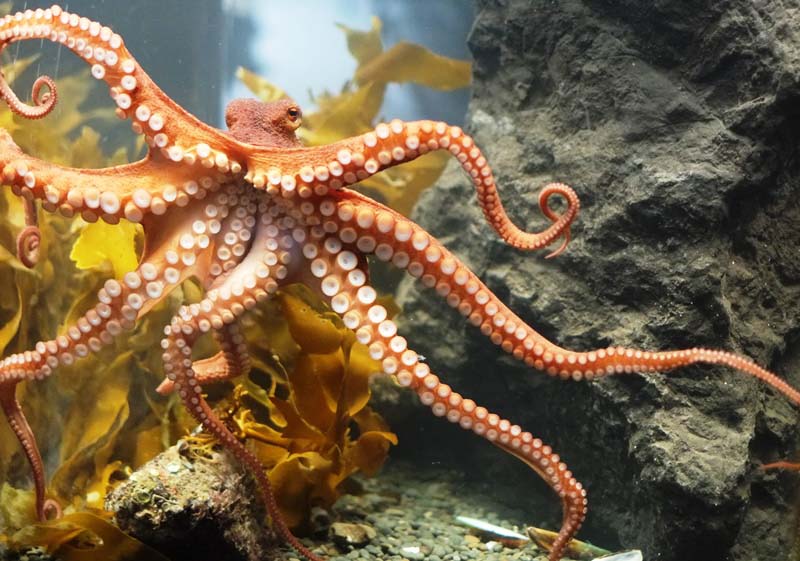 Before You Get A Pet Octopus What You Should Consider Fun Animals