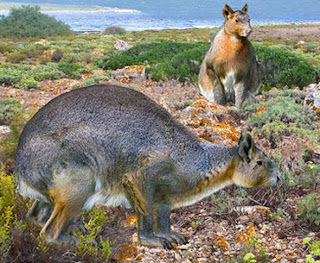 Leporidae del Plioceno Nuralagus